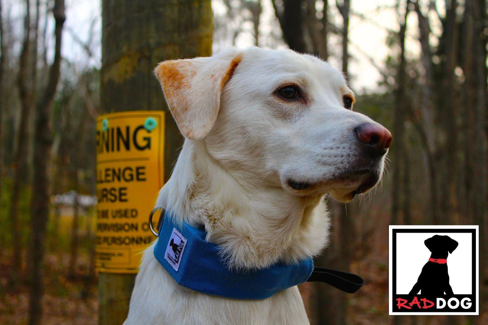 dog LEASH AND COLLAR IN ONE