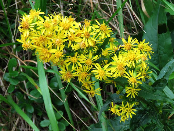 Nawłoć alpejska (Solidago alpestris Waldst. & Kit.) nawloc alpejska