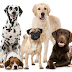 How many breeds of Dogs live in the world ?