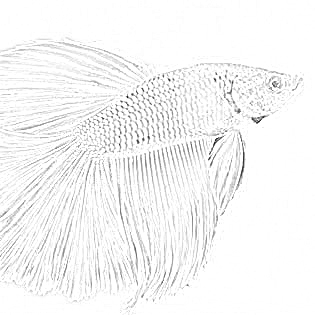 Fish coloring coloring.filminspector.com