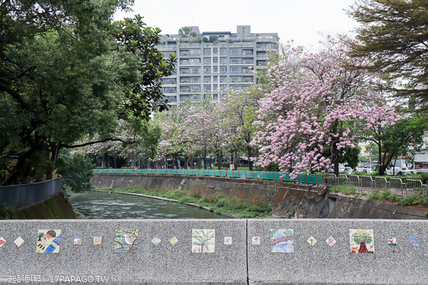 台中南區|興大綠園道|綠川河畔風鈴木|台中最長洋紅風鈴木步道|江川公園 台中南區|興大綠園道|綠川河畔風鈴木|台中最長洋紅風鈴木步道|江川公園
