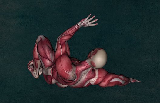 Muscles, Motor Neurons Inside Your Arm Muscles, Motor Neurons Inside Your Arm