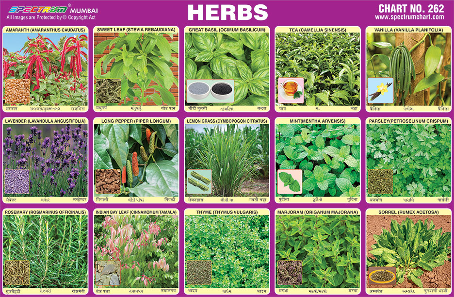 Spectrum Educational Charts: Chart 262 – Herbs