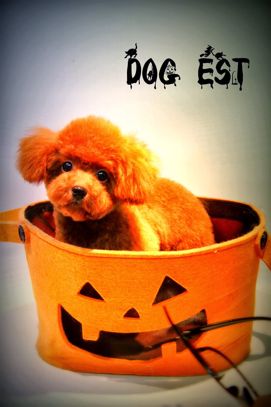 DOG EST BLOG ☆初めてのトリミング・メルちゃん☆