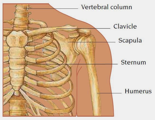 Clavicle Nursing