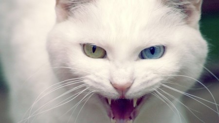 صور قطط كيوت
