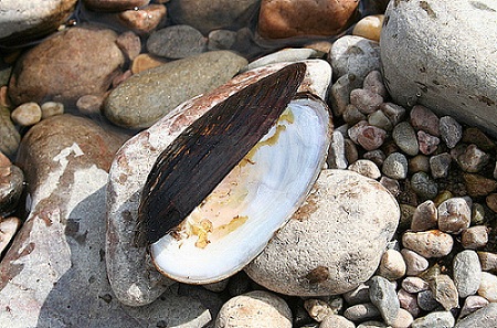 Freshwater Pearl Mussels