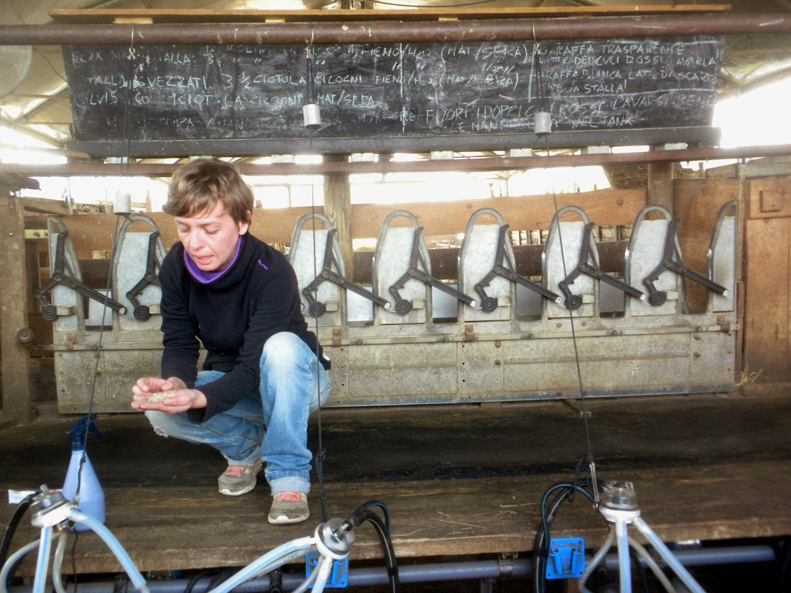 explaining the milking process