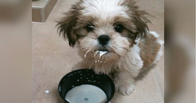 Esse é o único motivo para você NÃO oferecer LEITE para o seu SHIH TZU