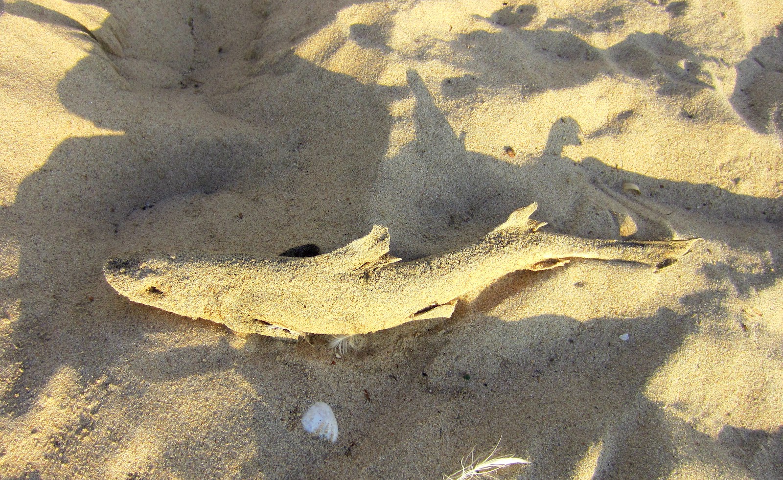 Found on the Beach: Sharks spotted in Hermosa Beach