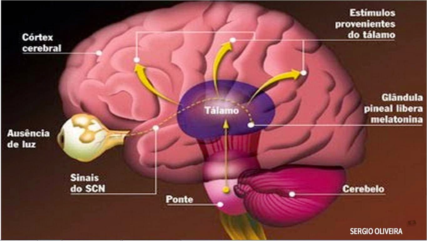 Prof. Sergio Oliveira Glândula Pineal