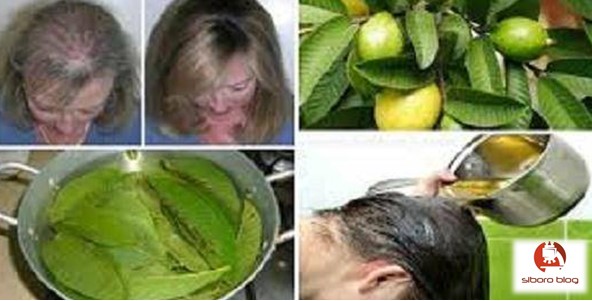 Manfaat rebusan daun jambu biji untuk rambut