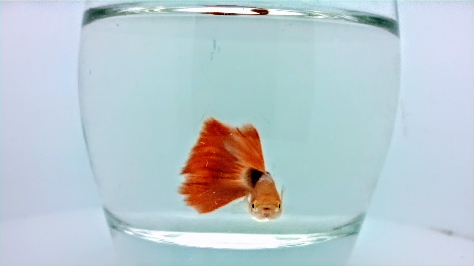 How long do guppies live in a tank?