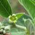 Ashwagandha Herb Performance Benefits Of Ashwagandha Herb