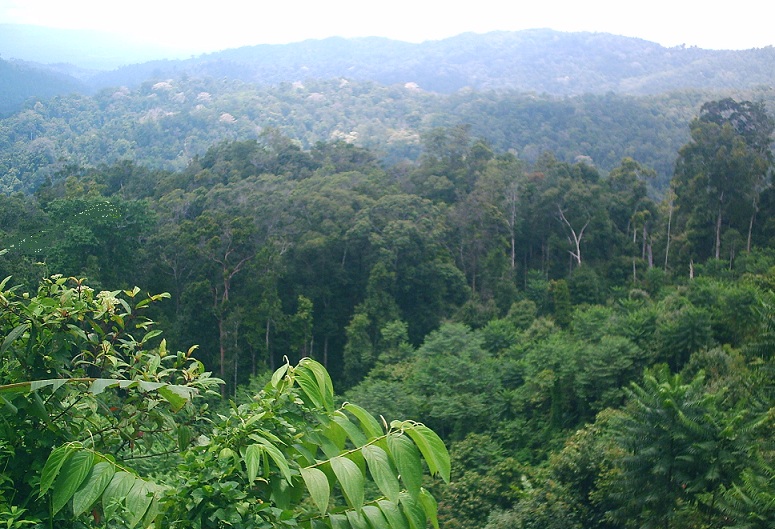 Mengapa hutan hujan tropis memiliki tingkat keanekaragaman yang tinggi