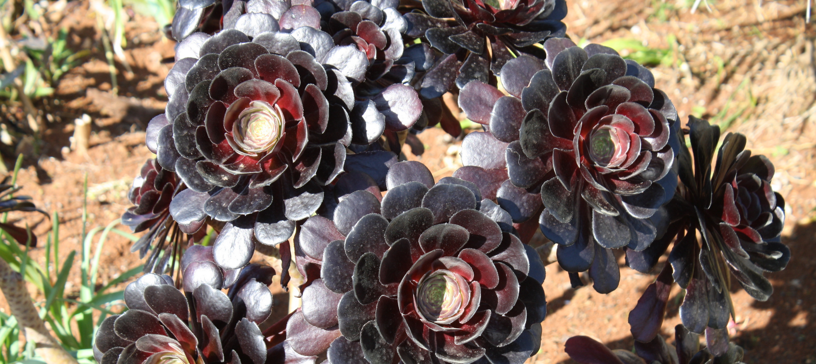 Flores da Madeira/Flowers from Madeira A conta quilometros
