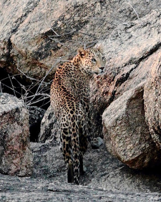 The leopardess on the move
