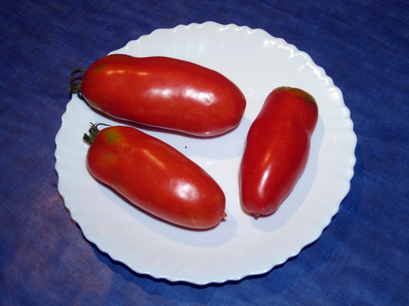 tomateSanMarzano01.jpg