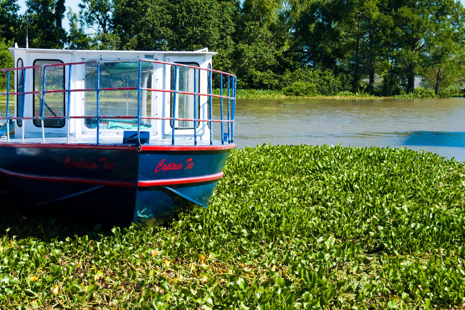 My Musings Down on The Bayou