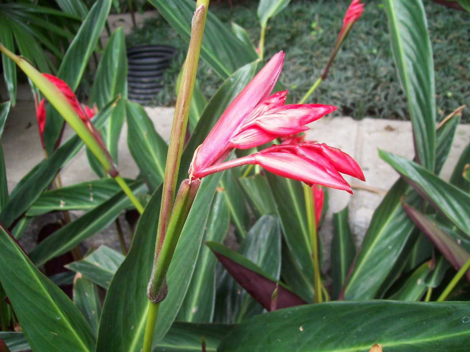 gardentropics Flowers of Hong Kong