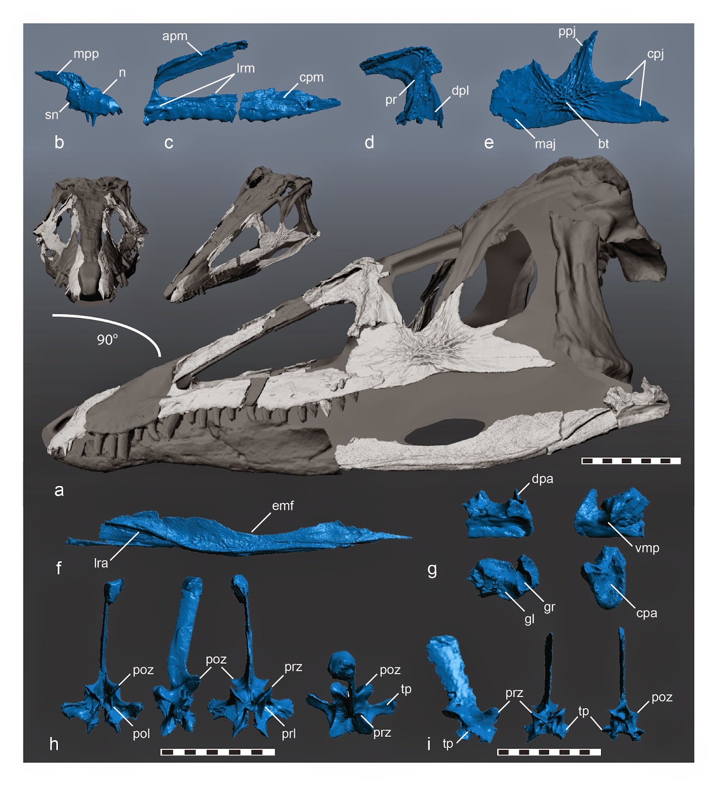 Species New to Science [Paleontology • 2015] Carnufex carolinensis