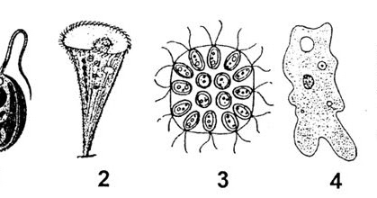 Di bawah ini yang tergolong ke dalam jenis kelompok sporozoa ialah