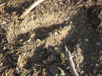 Bighorn footprint