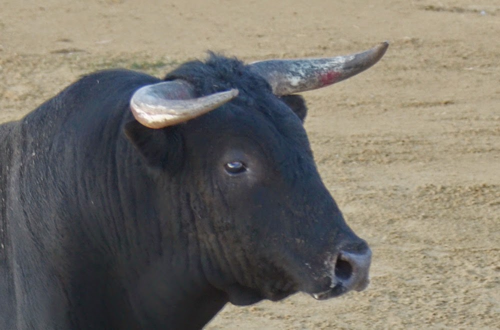 ambitotoros Sobre los pitones de los toros de Prieto de la Cal En Zalamea