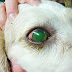 Most Commond dog eye problems