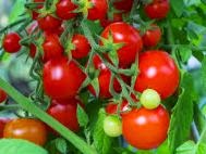 Cara Menanam Buah Tomat, cara menanam tomat, budidaya buah tomat, Budidaya tomat, menanam tomat