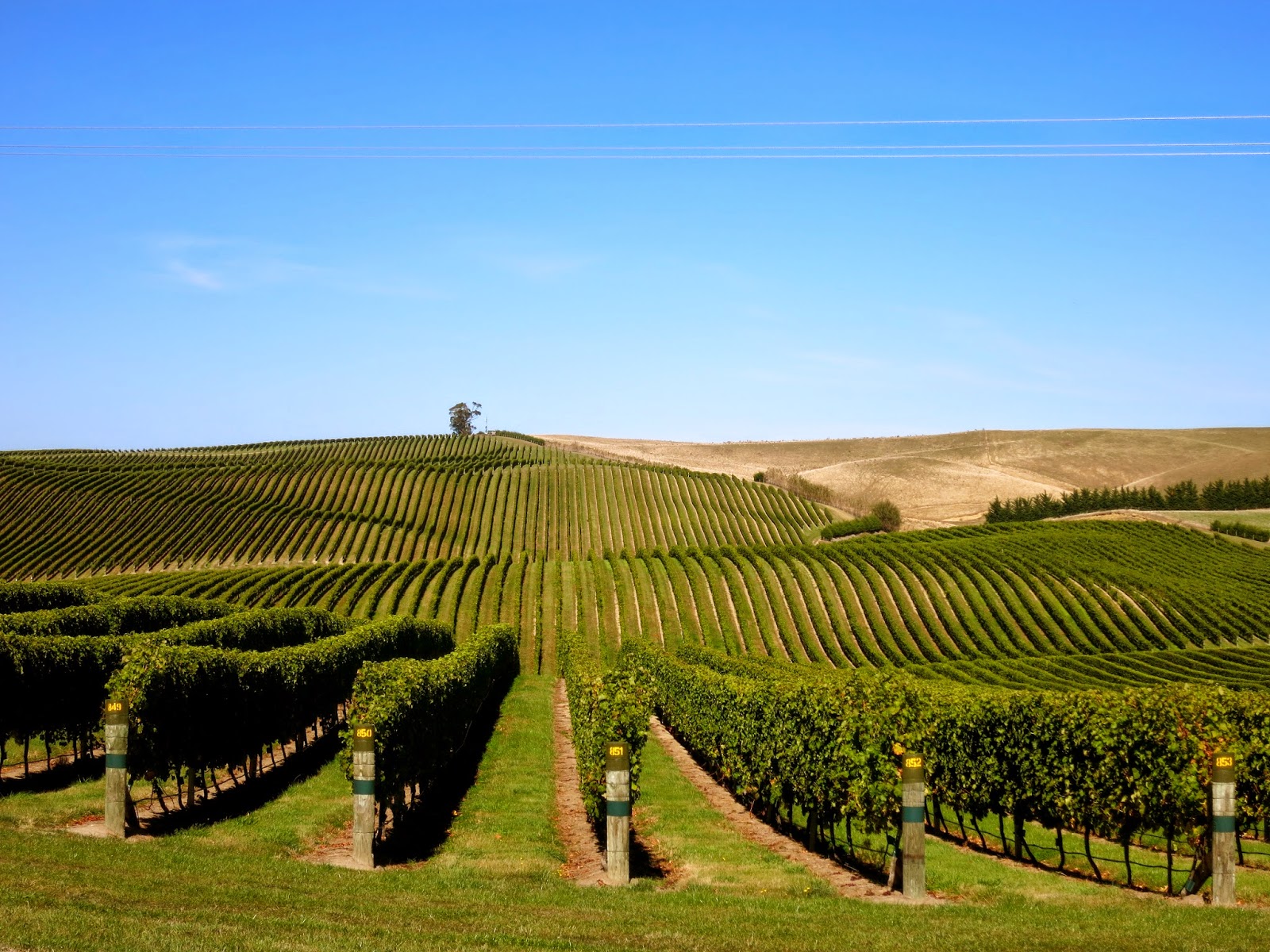 Wayfarer Seddon, New Zealand