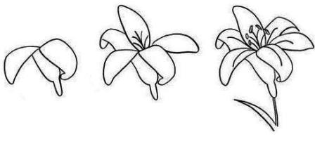 Mudah menggambar Bunga Easter lily