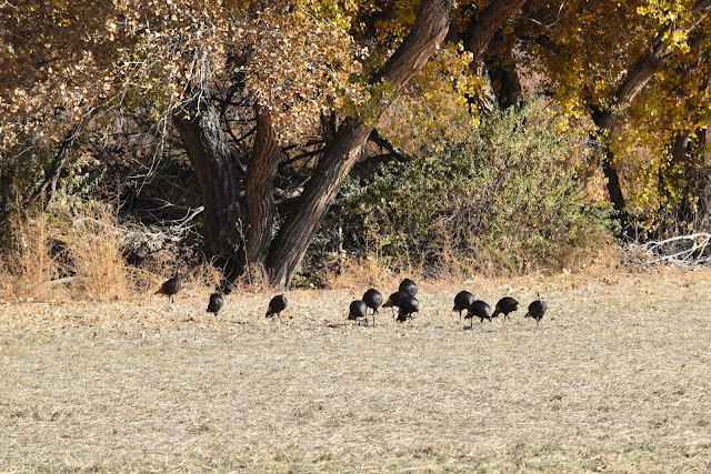 Wild Turkeys at Bosque del Apache National Wildlife Refuge