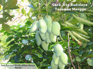 Tips Jitu Budidaya Tanaman Mangga