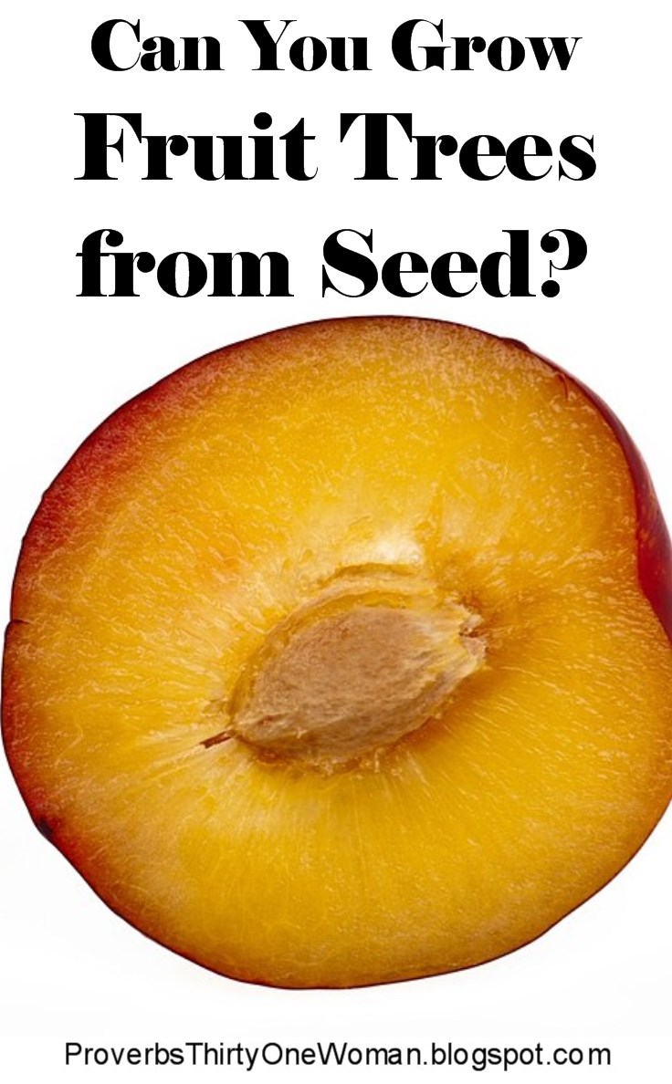 Proverbs about fruits and vegetables Proverbs about fruits and vegetables