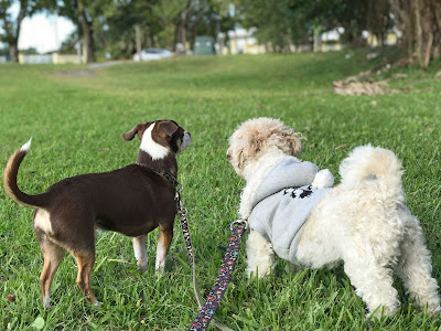 Dog Daycare facilities and boarding sitters in Miami Springs, Miami