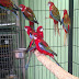 Red Eastern Rosella Parakeet
