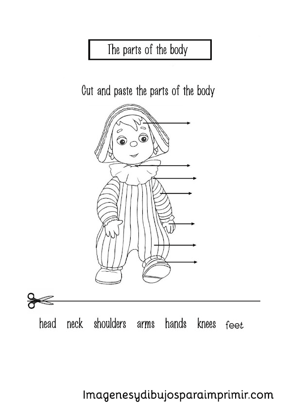 Partes del cuerpo en ingles para imprimir Imagenes y dibujos para imprimir Partes del cuerpo en ingles para imprimir Imagenes y dibujos para imprimir