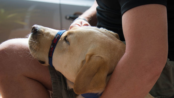 Assistance-Dogs-Australia-PTSD-Dog