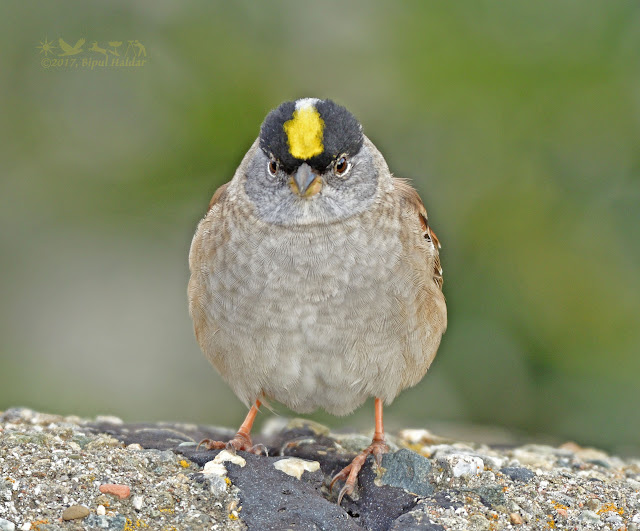 Angry Sparrow