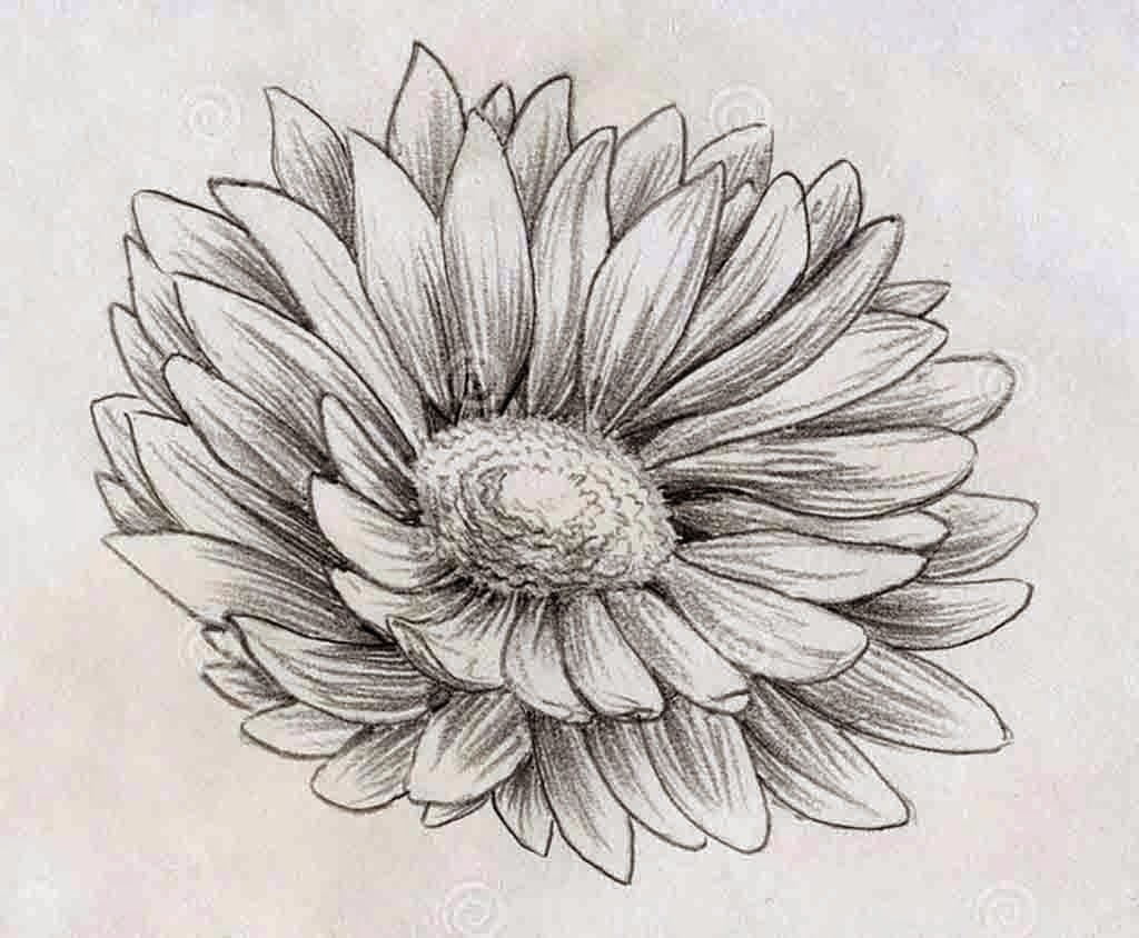 Beautiful Flowers Pencil Sketch