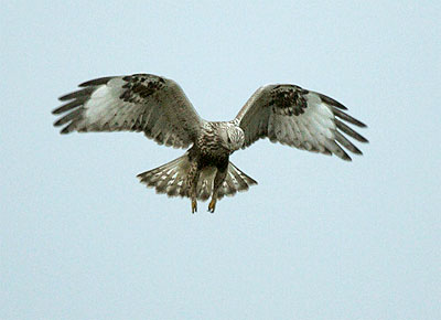 ROUGH LEGGED BUZZARD-ROYAL LIVERPOOL GOLF COURSE-12TH DECEMBER 2008