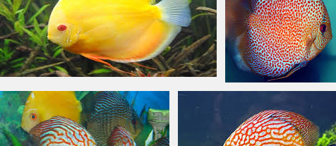 Ini Dia Tips Termudah Budidaya Ikan Discus yang Cantik dan Menarik