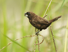 Dusky Munia_2011