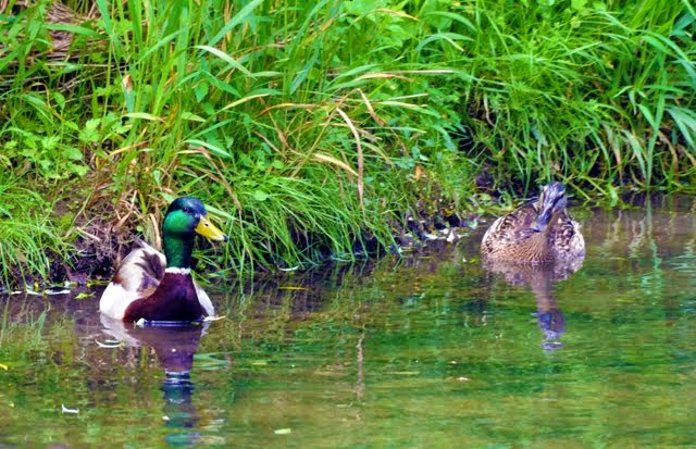 Mallard Ducks 019