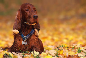 The Jungle Store: Animals Love Fall Leaves