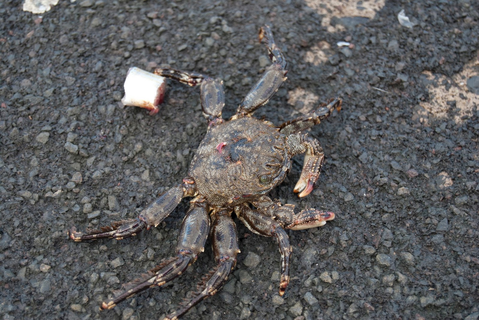 Bichos y otras cosas fotografiados por mí: BURGADO - Osilinus atratus