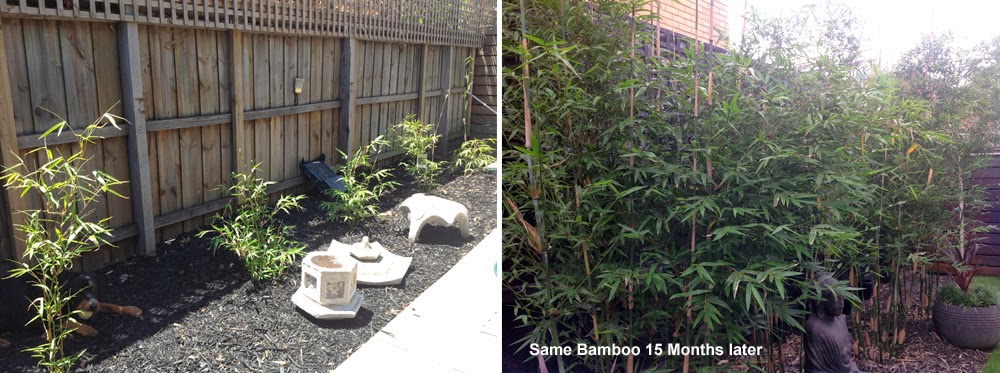 Growth progress of gracilis bamboo 15 months apart.