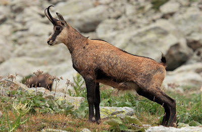 Chamois | Information and Photos | The Wildlife