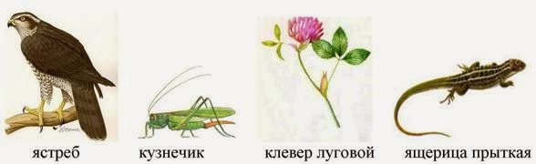 ящерица пищевая цепь. насекомые это цепочка. пищевая цепочка питания рыси. трава кузнечик цепь питания. ящерица пищевая цепь.